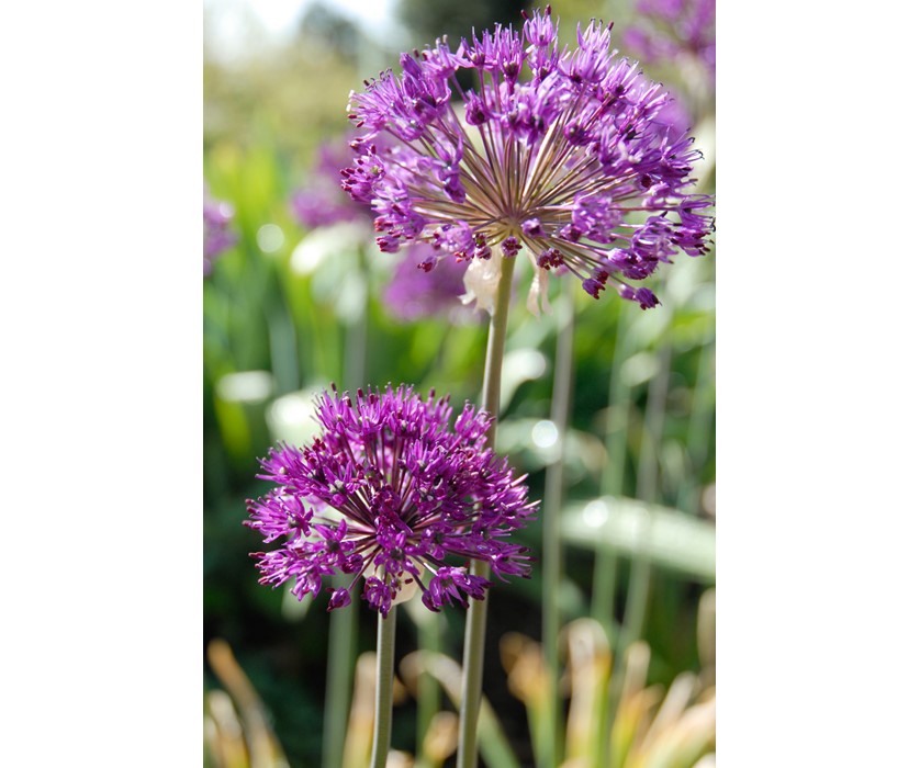 Purple Sensation Allium